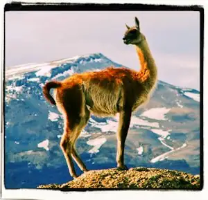 El Rey de los Guanacos